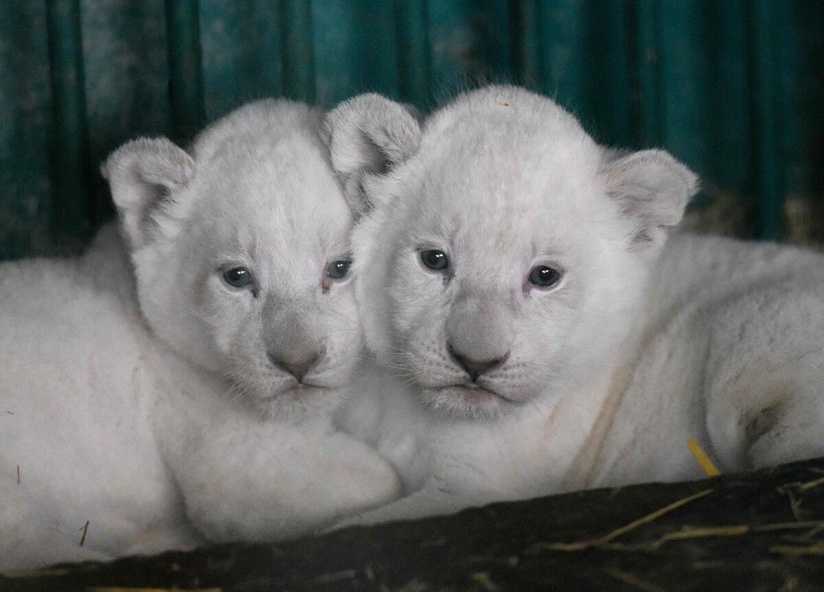 Die jungen Löwen entzücken die Zoobesucher mit ihren strahlend blauen Augen. afp