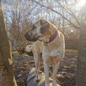 Starke Hunde suchen starke Halter