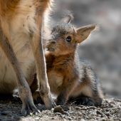 Nachwuchs bei Maras
