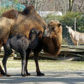 Kleines Trampeltier