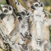 An Mama gekuschelt