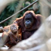 Rekord-Orang-Utan feiert Geburtstag