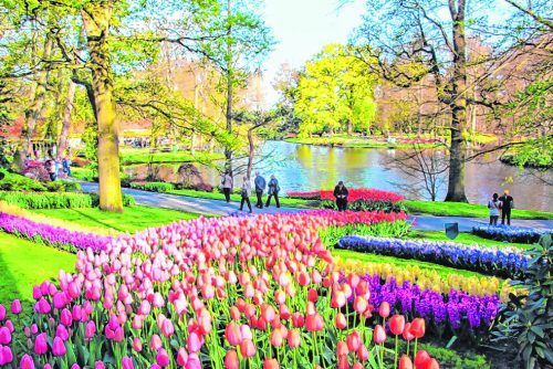 Jedes Jahr im Frühling blühen in Keukenhof Millionen von Zwiebelblumen. Keukenhof