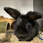 Besitzer mit Erfahrung gesucht