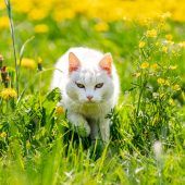 Streit um Kater mit Nachspiel