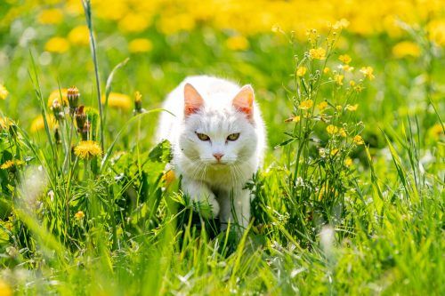 Mit weißer Weste blieb am Schluss nur der Kater.  VN/STiplovsek