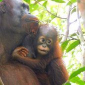 Freude über Orang-Utan-Baby