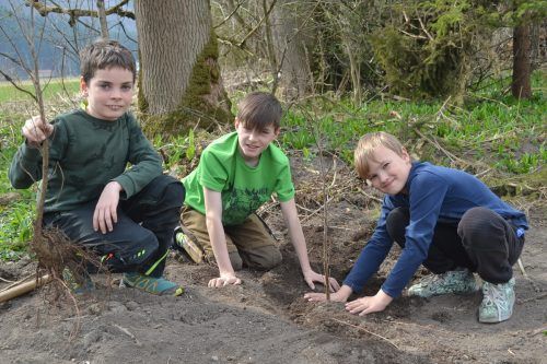 Sie sind bei der Aufforstungsaktion mit viel Elan und Ausdauer bei der Sache: Luzius, Jakob und Henry. em