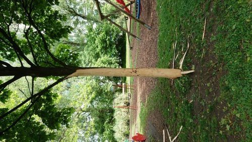 Die Bäume wurden durch den Vandalismusakt teilweise völlig zerstört.  Stadt Bregenz