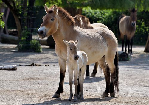 Die kleine Stute „Viola“ weicht ihrer Mutter „Luna“ nicht von der Seite.  Zoo Köln/schlosser