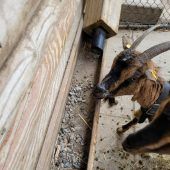 Tiere durch Verhalten der Besucher in Gefahr