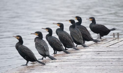 Die Zahl der Kormorane am Bodensee steigt jedes Jahr. Rund 4000 dieser Vögel gibt es derzeit bereits. dpa