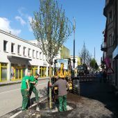 Bäume gepflanzt: Rad- und Fußweganbindung in finaler Phase