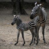 Nachwuchs im Cali-Zoo