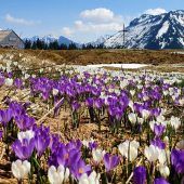 Krokusblüte auf der Alpe