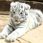 Kleiner Königstiger