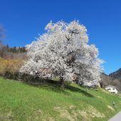 Schönes Vorarlberg