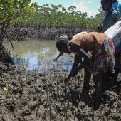 Mangroven für den Klimaschutz