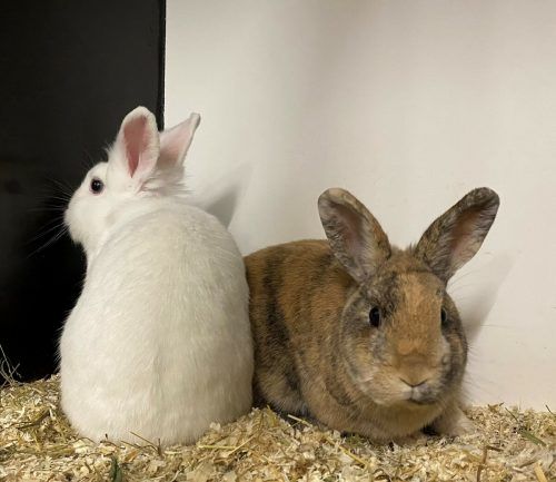 Kaninchenduo Zoe und Kyla suchen ein artgerechtes Zuhause. 
