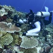 Hitze löst neue Korallenbleiche am Great Barrier Reef aus
