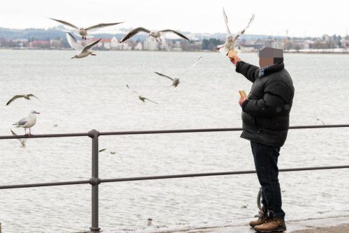 Neben dem „Wildpinkeln“ ist in Bregenz auch das Füttern von Tauben verboten.  Oliver LErch