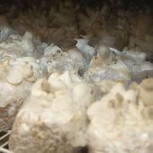 Passion für Shiitake und Seitlinge