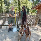 Freiwillige für tierischen Einsatz gesucht