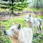 Wolfshunde aus der Nähe betrachten