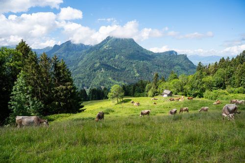 Ausblick von der Alpe Büla ob Kehlegg. So idyllisch können Alpen in Vorarlberg sein. Land Vorarlberg