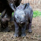 Kleines Nashorn auf Erkundungstour