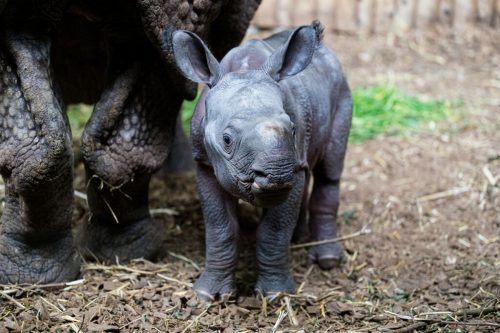 Das kleine Panzernashorn Tarun ist das fünfte Jungtier von Mutter Quetta. Zoo Basel