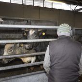 Schlachtzahlen in Vorarlberg bleiben konstant