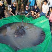 Sensationsfang im Mekong