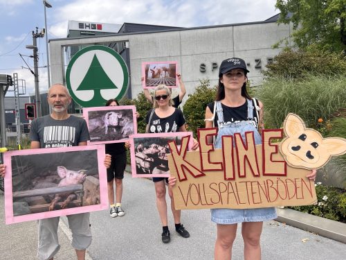 Der Verein gegen Tierfabriken kämpft vor allem gegen Vollspaltböden in der Schweinefleischproduktion. VGT