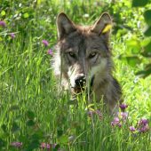 Verdacht auf Wolfsriss im hinteren Gauertal