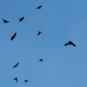 Krähen tyrannisieren Bauern und Tiere