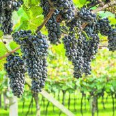 Weinregion mit viel Geschichte