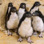 Kleine Pinguine