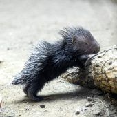 Stacheliger Nachwuchs