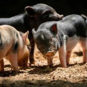 Minipig-Nachwuchs
