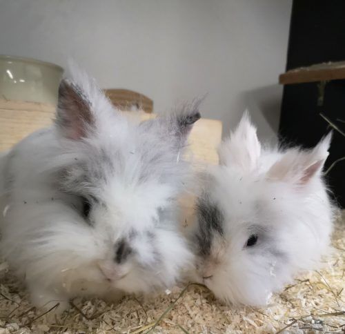 Freya und Ava suchen gemeinsam ein neues und artgerechtes Zuhause. 