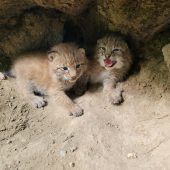 Babyfreuden und Geldsorgen am Ardetzenberg
