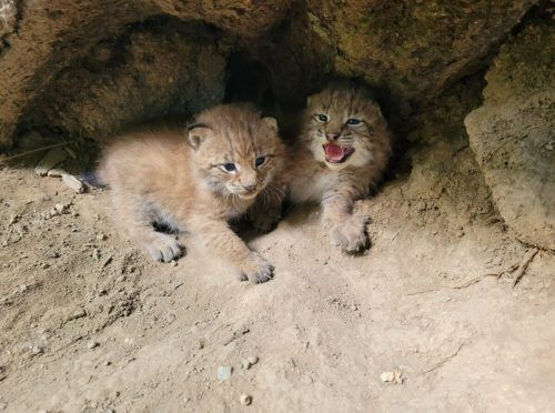 Für die zwei noch namenlosen Luchsbabys kann derzeit für je 2000 Euro ein Spezialpaket gesponsert werden. Wildpark