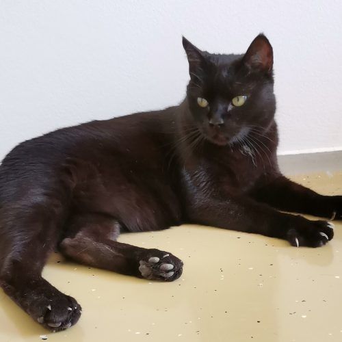 Kater Barney genießt seinen Freigang. Er ist auf der Suche nach einem Einzelplatz.