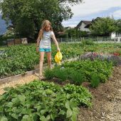 Frisches Gemüse aus dem Gemeindegarten