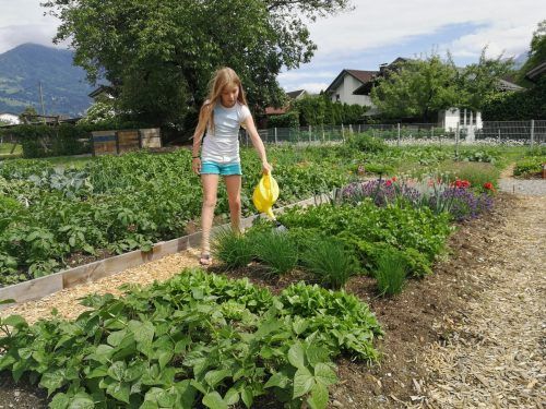 Kinder können im eigenen Garten mithelfen und lernen, woher frische Lebensmittel kommen. Gemeinde Bludesch