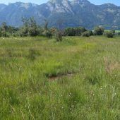 Naturvielfalt der Feldkircher Moore erleben