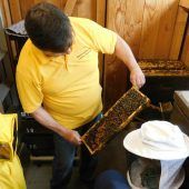 Zu Besuch, wo die Bienen wohnen