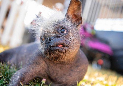 „Mr. Happy Face“ ist ein Chinesischer Schopfhund-Mischling .  AFP