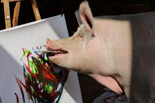 Pigcasso malt auf einem Gnadenhof im südafrikanischen Winzerdorf Franschhoek zwei bis drei Mal pro Woche.  Reuters